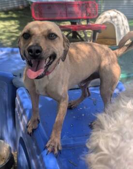 Rocco -  Chihuahua and Poodle Dog for Adoption in Ramona, California - Rocco | PetCurious