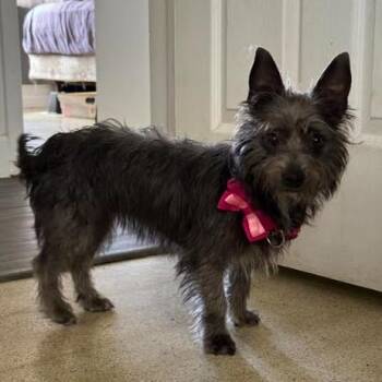 Cairn Terrier Dogs Available for Adoption - Dorothy | PetCurious