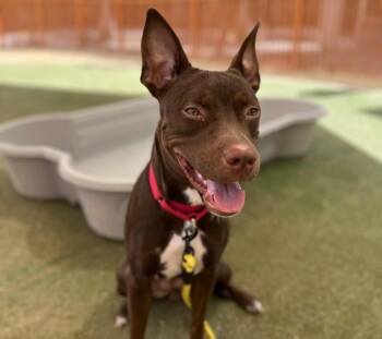 Rescue Pit Bull Terrier Dogs for Adoption in Las Vegas, Nevada - PRALINE | PetCurious