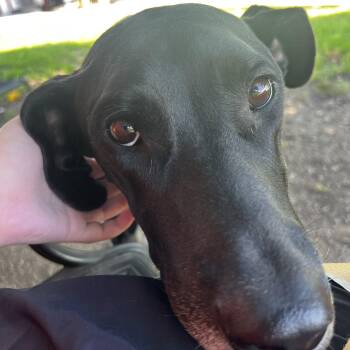 Nova Great Dane -  Great Dane Dog for Adoption in Lexington, Kentucky - Nova Great Dane | PetCurious