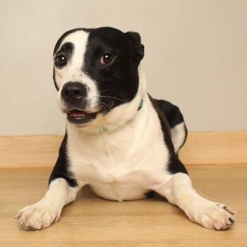 Razzataz D71070 -  Border Collie and Mixed Breed Dog for Adoption in Minnetonka, Minnesota - Razzataz D71070 | PetCurious