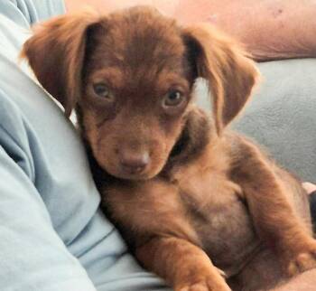 Oscar -  Mixed Breed Dog for Adoption in Groveland, Massachusetts - Oscar | PetCurious