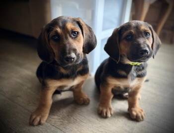 Basset Hound and German Shepherd Dog Dogs Available for Adoption in Malvern, Pennsylvania - Earl | PetCurious