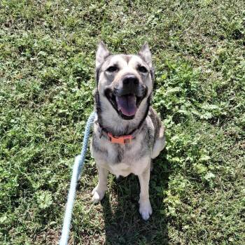 Rescue Shepherd Dogs for Adoption in Vine Grove, Kentucky - Sasha | PetCurious