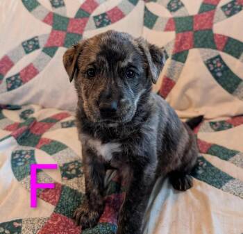 Love -  Retriever and Mixed Breed Dog for Adoption in Calgary, Alberta - Love | PetCurious