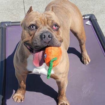 American Bully and Bulldog Dogs Available for Adoption - Nena! Short And Stocky Gal! | PetCurious