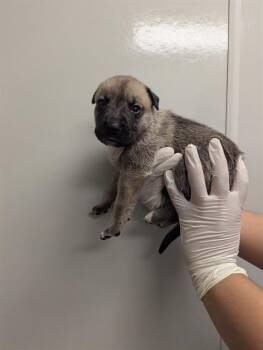 LUNA - IN FOSTER -  German Shepherd Dog Dog for Adoption in Ontario, California - LUNA - IN FOSTER | PetCurious