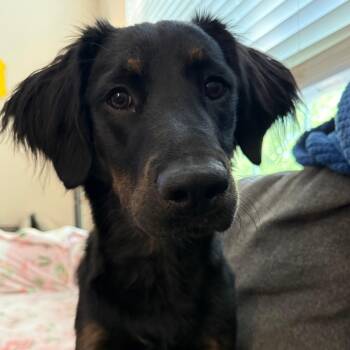 Toffee -  Mixed Breed Dog for Adoption in Charlotte, North Carolina - Toffee | PetCurious