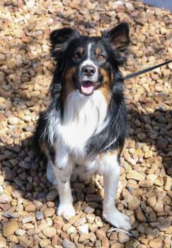 Border Collie Dogs Available for Adoption in Denver, Colorado - Jack | PetCurious