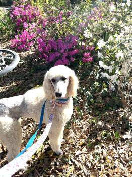 Standard Poodle Dogs Available for Adoption - Willow The Standard Poodle | PetCurious