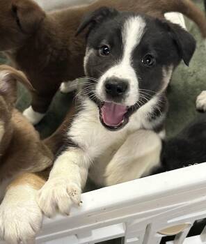 Siberian Husky Dogs Available for Adoption - Yukon | PetCurious