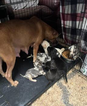 Diondia / Mama Tina -  Labrador Retriever Dog for Adoption in Broomfield, Colorado - Diondia / Mama Tina | PetCurious