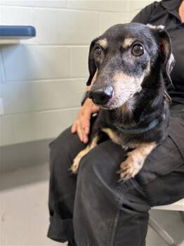 BANDIT -  Dachshund and Mixed Breed Dog for Adoption in Corpus Christi, Texas - BANDIT | PetCurious