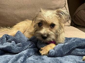 Misu -  Terrier Dog for Adoption in Corona, California - Misu | PetCurious