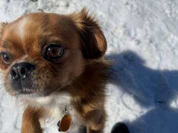 Ollie -  Pekingese Dog for Adoption in Randolph, Vermont - Ollie | PetCurious