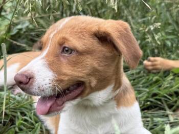 Labrador Retriever Dogs Available for Adoption in Nashville, Tennessee - Walnut (M) | PetCurious