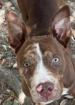 Rescue Pit Bull Terrier and Mixed Breed Dogs for Adoption in Texas City, Texas - RAISIN | PetCurious