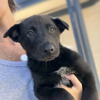 Black Labrador Retriever Dogs Available for Adoption in Los Angeles, California - ASHER | PetCurious