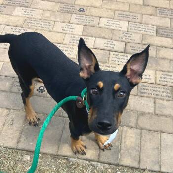 Rena -  Shepherd Dog for Adoption in Birmingham, Alabama - Rena | PetCurious