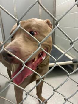 Clark -  Pit Bull Terrier and Mixed Breed Dog for Adoption in Rochester, New York - Clark | PetCurious