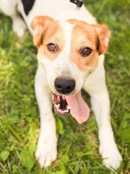 Disco -  Mixed Breed Dog for Adoption in Gradyville, Kentucky - Disco | PetCurious