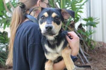 Caprese -  Siberian Husky and Mixed Breed Dog for Adoption in Brunswick, Georgia - Caprese | PetCurious