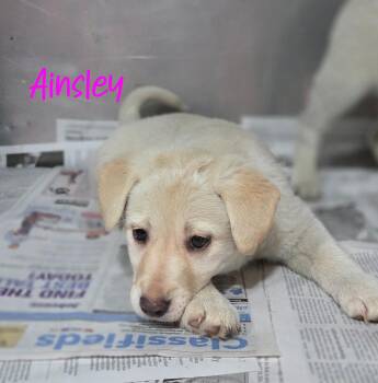 Yellow Labrador Retriever Dogs Available for Adoption - Ainsley | PetCurious