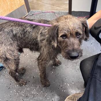 Mixed Breed Dogs Available for Adoption in Columbiana, Alabama - Christoph | PetCurious