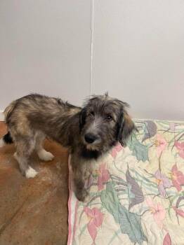 Jackie -  Terrier and Poodle Dog for Adoption in Bolivar, Missouri - Jackie | PetCurious