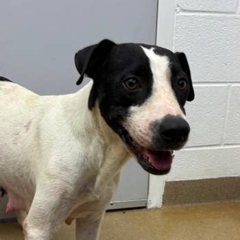 Mariyha -  Terrier and Mixed Breed Dog for Adoption in Corpus Christi, Texas - Mariyha | PetCurious