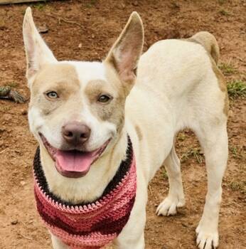 Rescue Pit Bull Terrier and Mixed Breed Dogs for Adoption in Seneca, South Carolina - Jazzy (HW +) $25 | PetCurious