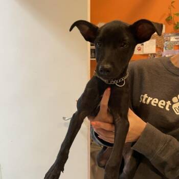 Almendrita -  Mixed Breed Dog for Adoption in Bend, Oregon - Almendrita | PetCurious