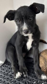 61571653 -  Mixed Breed Dog for Adoption in El Paso, Texas - 61571653 | PetCurious