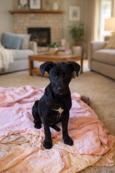 Labrador Retriever Dogs Available for Adoption - Amos | PetCurious