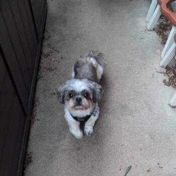 Brody -  Shih Tzu Dog for Adoption in Rochester, Minnesota - Brody | PetCurious
