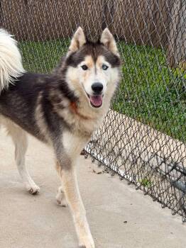 Baddaboom -  Siberian Husky Dog for Adoption in Martinsville, Indiana - Baddaboom | PetCurious
