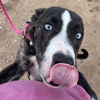 Pit Bull Terrier and Husky Dogs Available for Adoption in Fort Collins, Colorado - Gordita Crunch | PetCurious