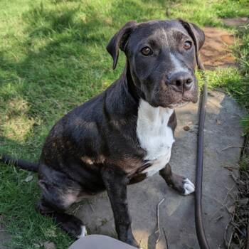 Charlie -  Mixed Breed Dog for Adoption in Houston, Texas - Charlie | PetCurious