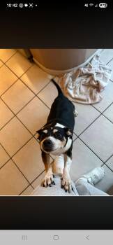 Corgi Dogs Available for Adoption in Miami, Florida - Scarlet | PetCurious