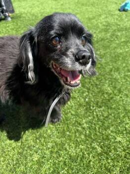 Rescue Cocker Spaniel Dogs for Adoption in Jamestown, California - Cash | PetCurious