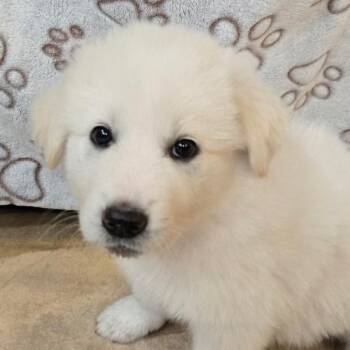 Great Pyrenees and Mixed Breed Dogs Available for Adoption in Normal, Illinois - Fontina | PetCurious