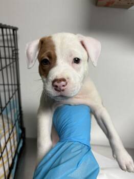 Rescue Pit Bull Terrier Dogs for Adoption in Thousand Oaks, California - Penelope | PetCurious