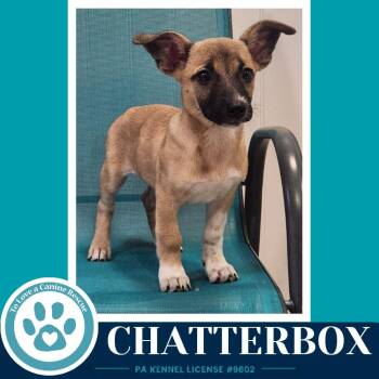 Chatterbox (Commentary Crew) 082926 -  Chihuahua Dog for Adoption in Kimberton, Pennsylvania - Chatterbox (Commentary Crew) 082926 | PetCurious