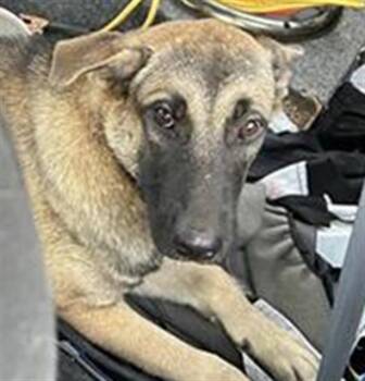 SHEPHERD MIX 1 -  Shepherd and Mixed Breed Dog for Adoption in San Antonio, Texas - SHEPHERD MIX 1 | PetCurious