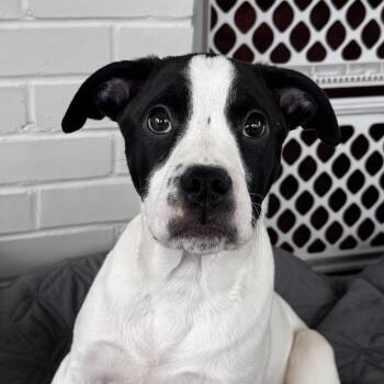 Boston Terrier Dogs Available for Adoption - Starsky | PetCurious