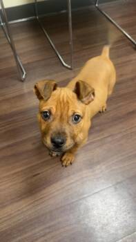 Pit Bull Terrier and Mixed Breed Dogs Available for Adoption - Tobias | PetCurious