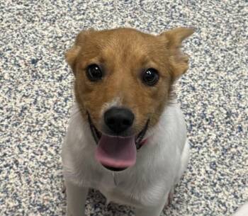Nine -  Jack Russell Terrier Dog for Adoption in Golden, Colorado - Nine | PetCurious