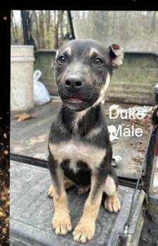 Shepherd Dogs Available for Adoption - Duke | PetCurious