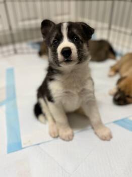 Rescue Shepherd and Husky Dogs for Adoption in Cambridge, Ontario - Ghost | PetCurious