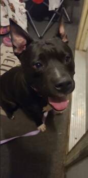 Rescue Pit Bull Terrier Dogs for Adoption in Burlington, Iowa - Six Seven | PetCurious